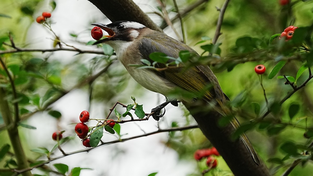 Нангиад бөлбөл - ML647205848