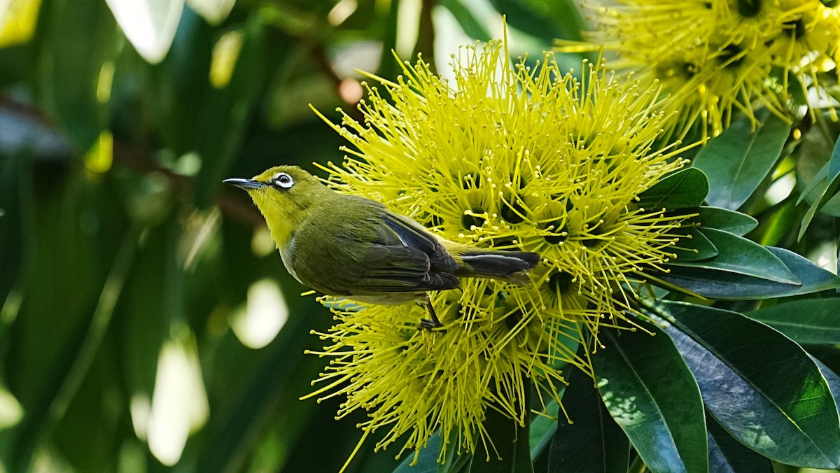 Swinhoe's White-eye - ML647205852