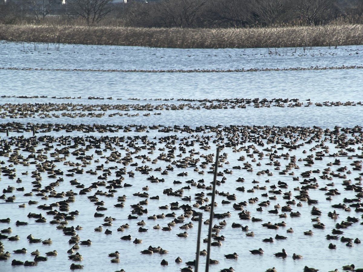 Чирянка-квоктун - ML647205868