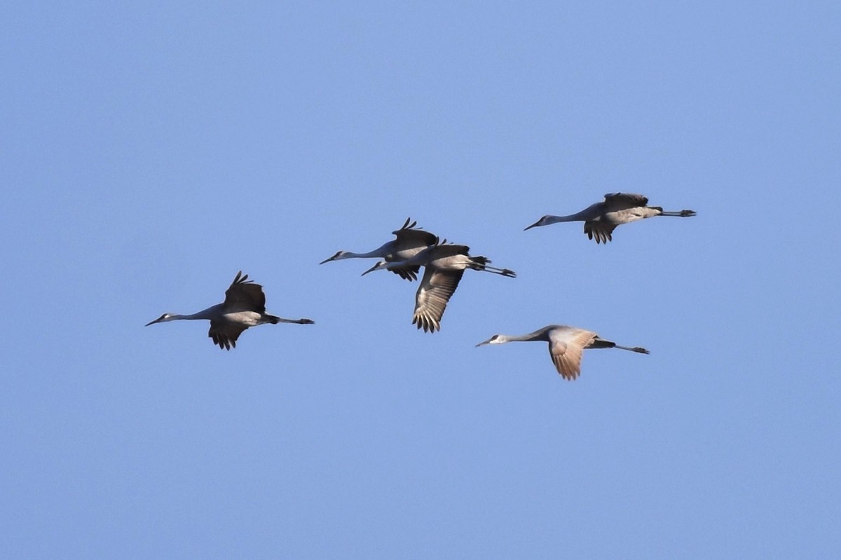 Sandhill Crane - ML647205872
