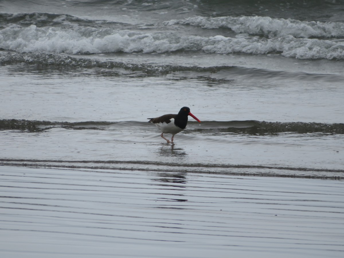 American Oystercatcher - ML647205874
