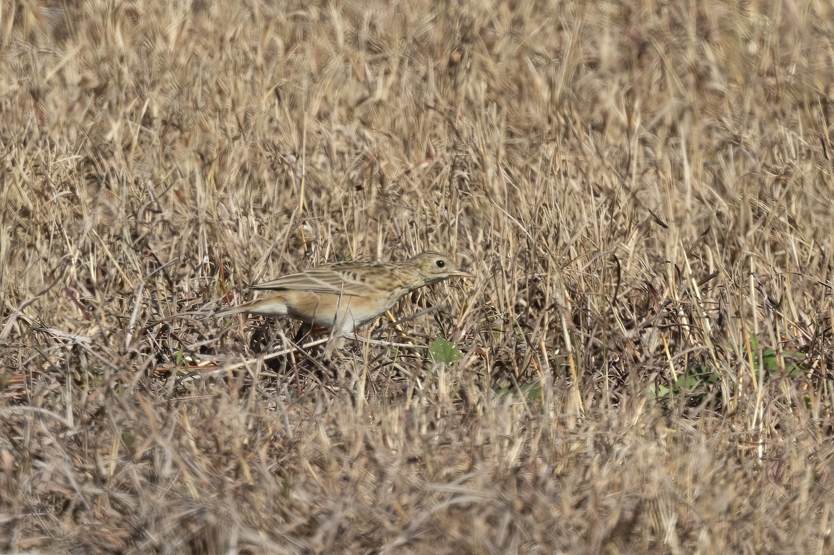 Sprague's Pipit - ML647205880