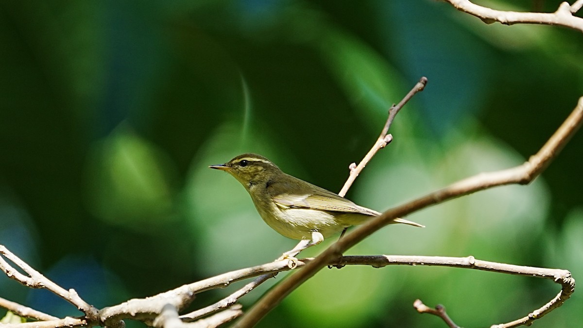 Умардын дууч шувуу - ML647205891