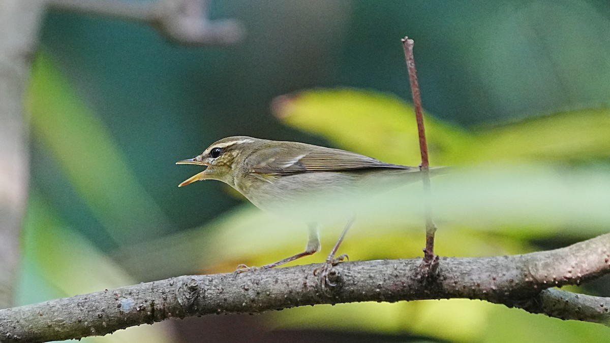 Умардын дууч шувуу - ML647205892