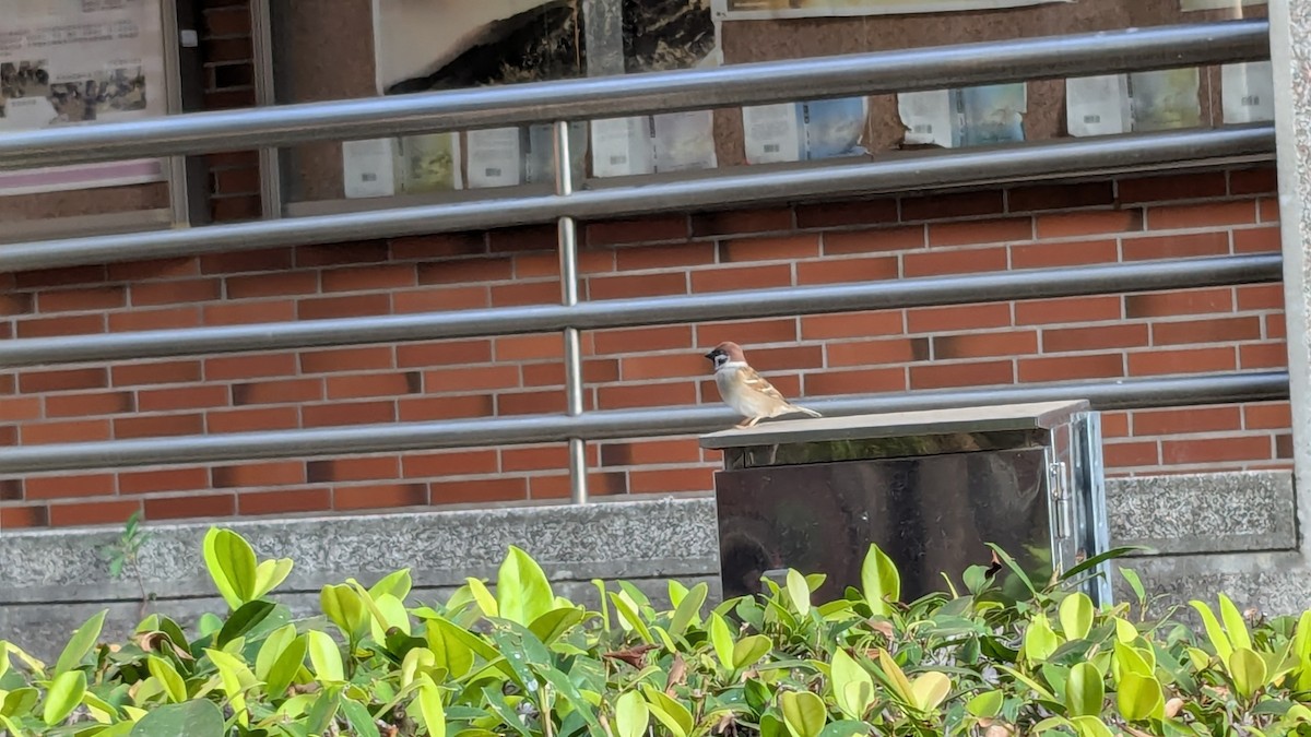 Eurasian Tree Sparrow - ML647205900