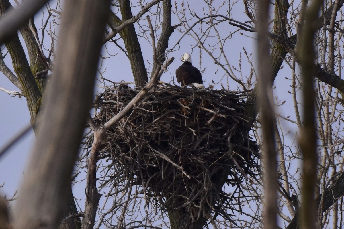 Bald Eagle - ML647205910
