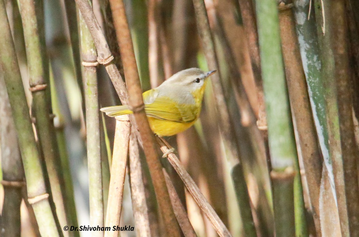 Gray-hooded Warbler - ML647205917