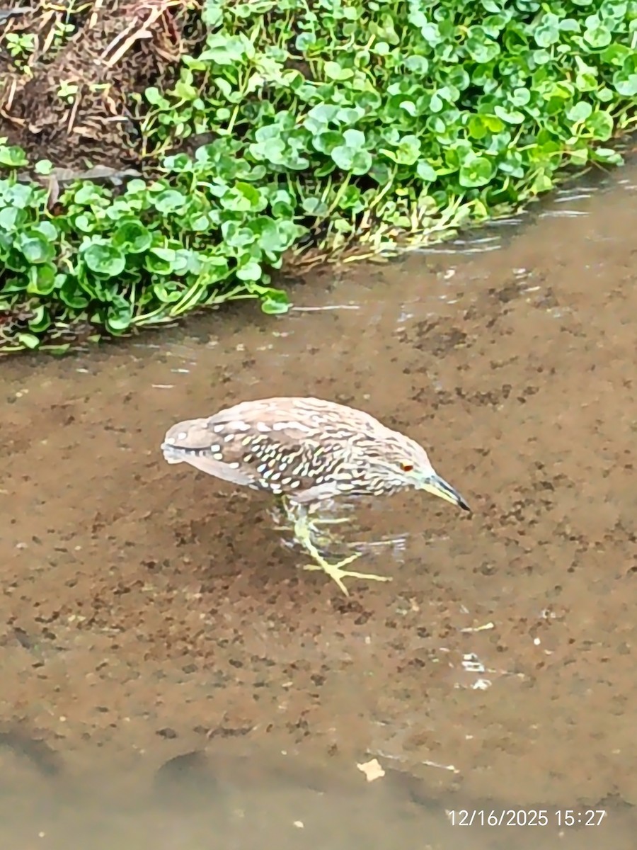 Yellow-crowned Night Heron - ML647205931