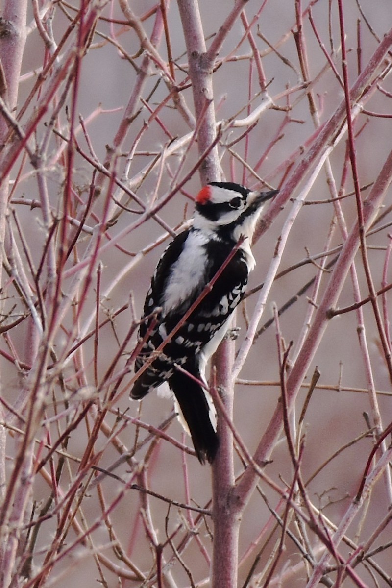 Downy Woodpecker - ML647205947