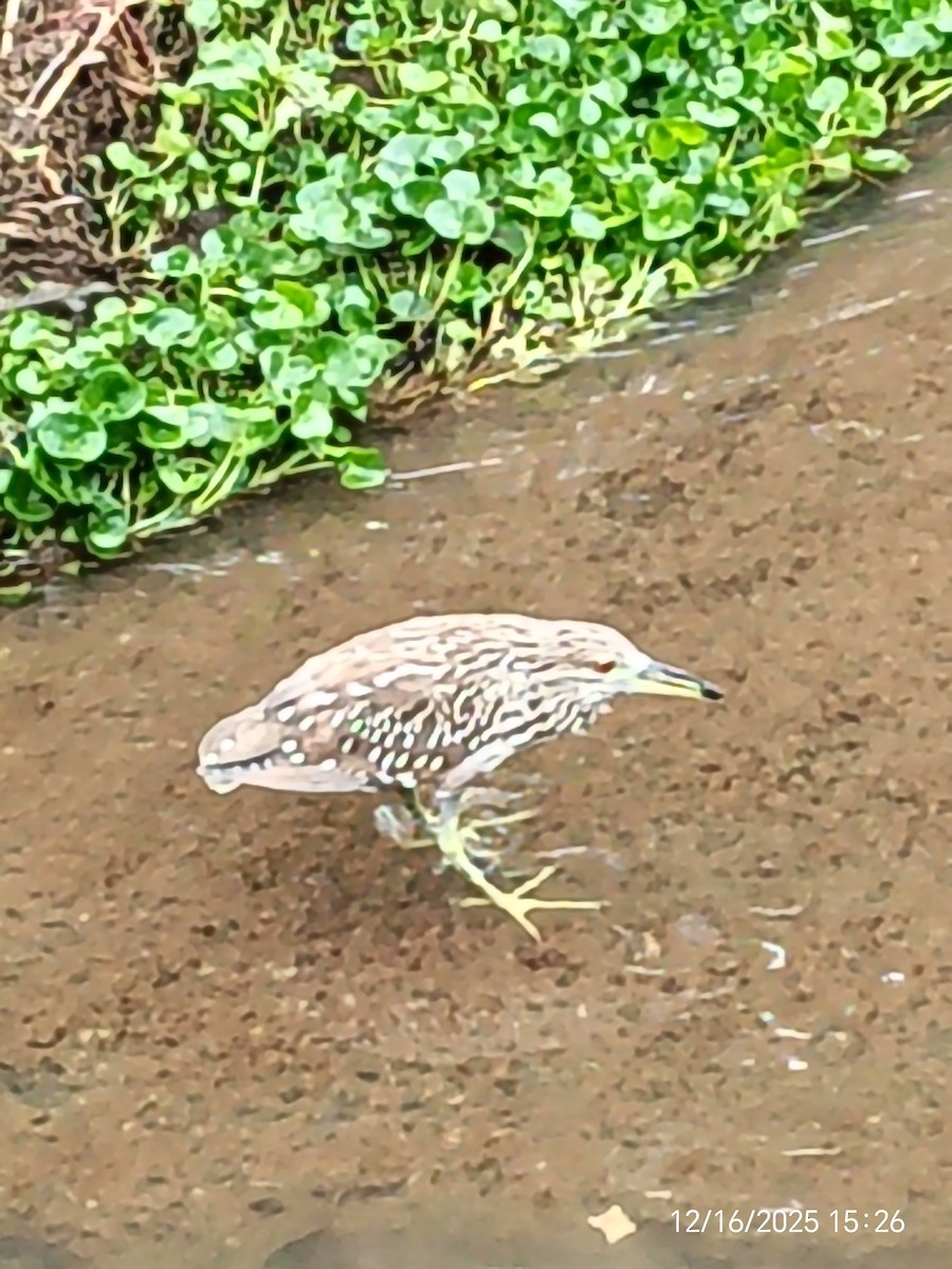 Yellow-crowned Night Heron - ML647205956