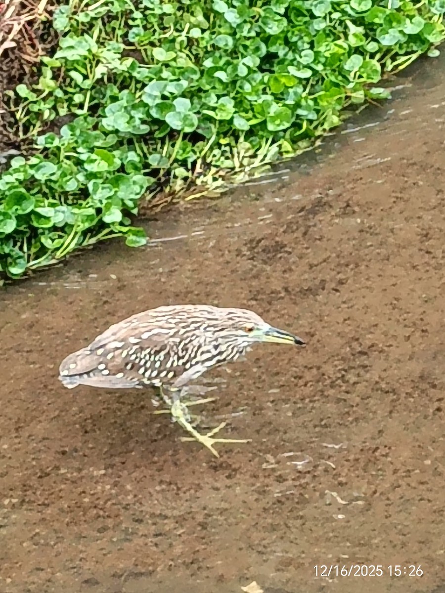 Yellow-crowned Night Heron - ML647205957