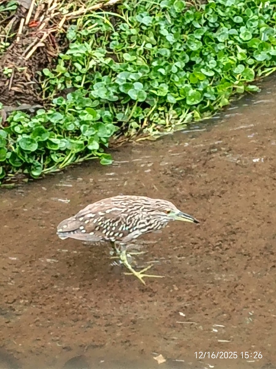 Yellow-crowned Night Heron - ML647205958