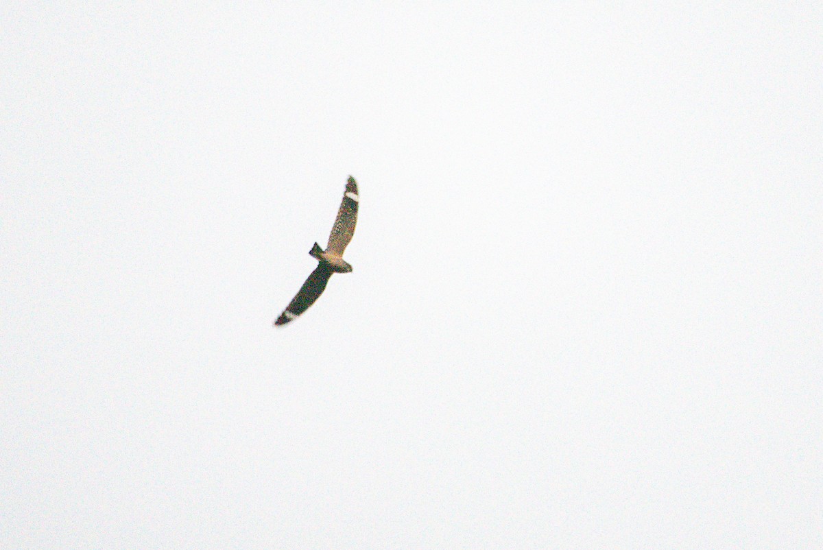 trillenatthauk - ML647205973