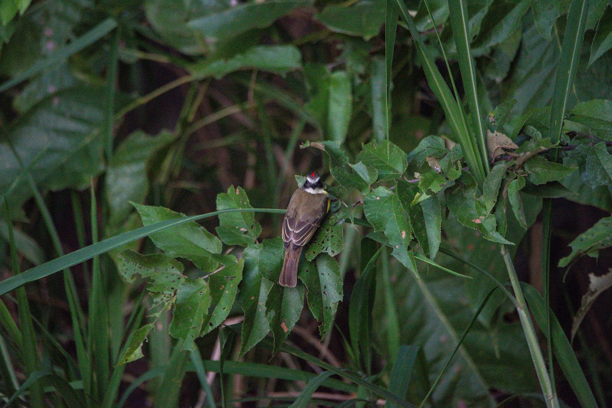 haciendatyrann - ML647206001