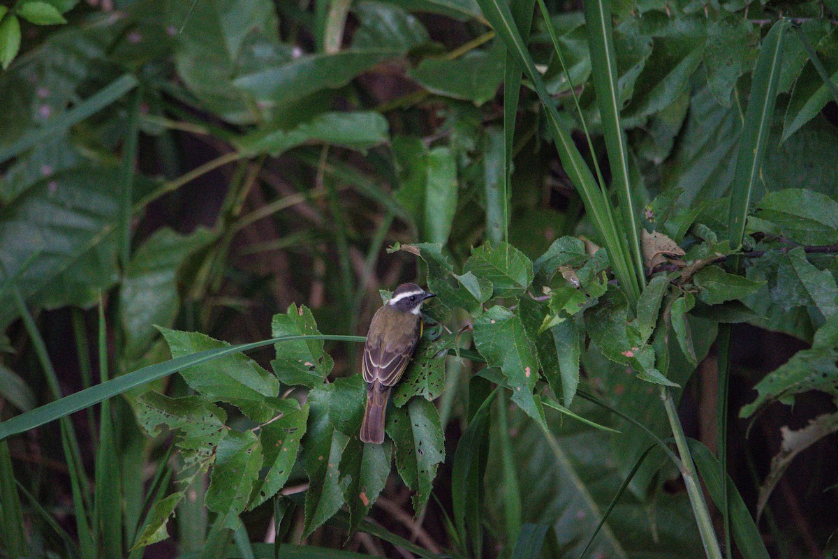 haciendatyrann - ML647206002