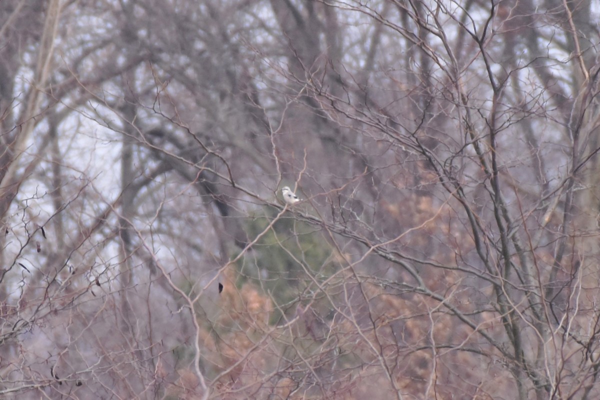 Northern Shrike - ML647206004