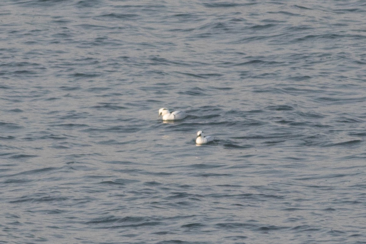 מרגון גמדי - ML647206006