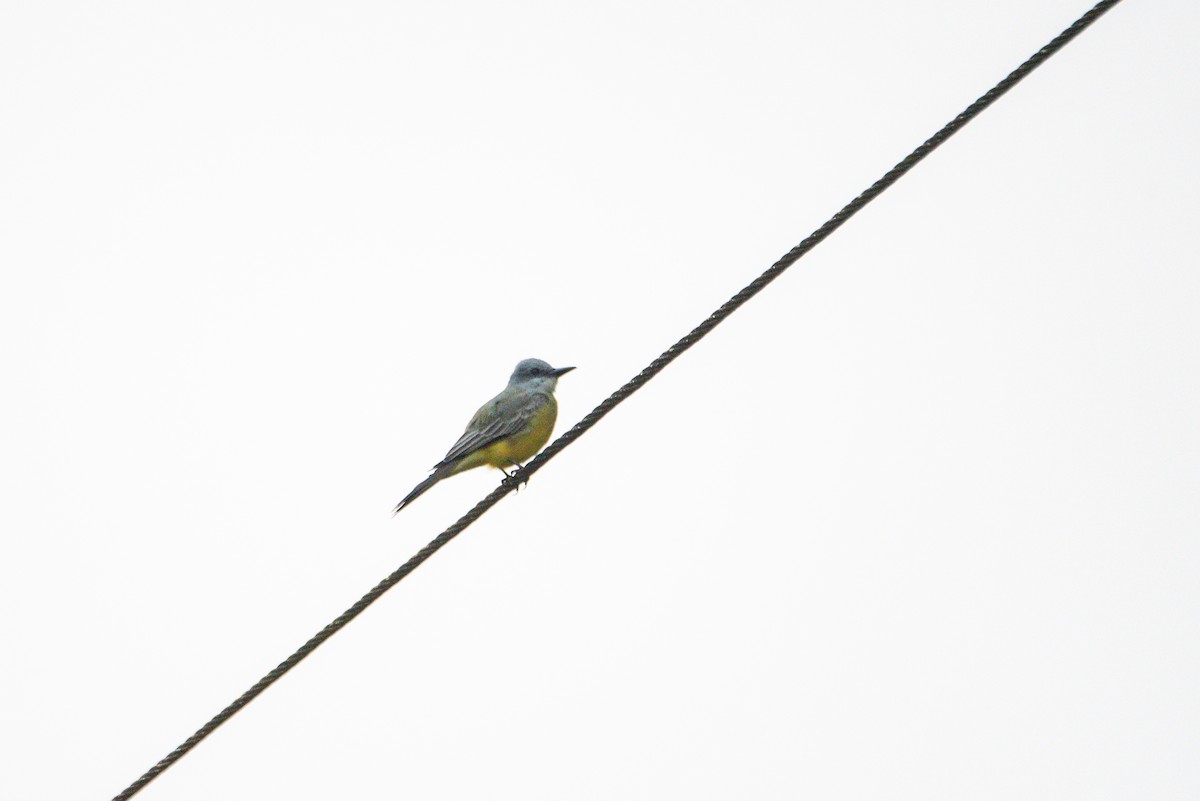 tropekongetyrann - ML647206007