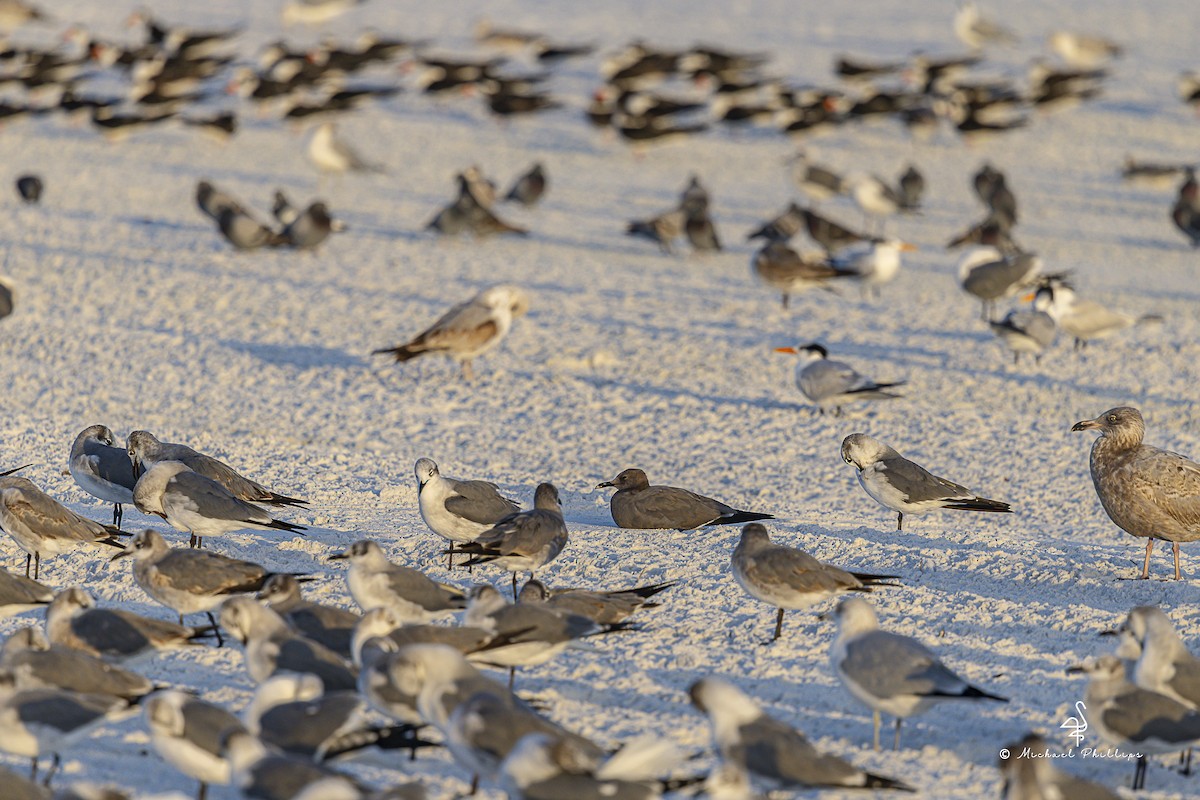 Мартин сірий - ML647206030