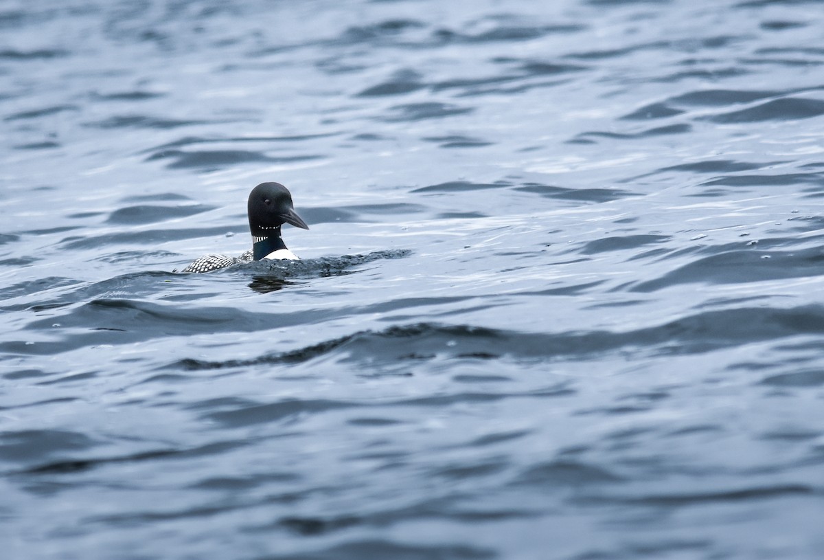 Common Loon - ML647206034