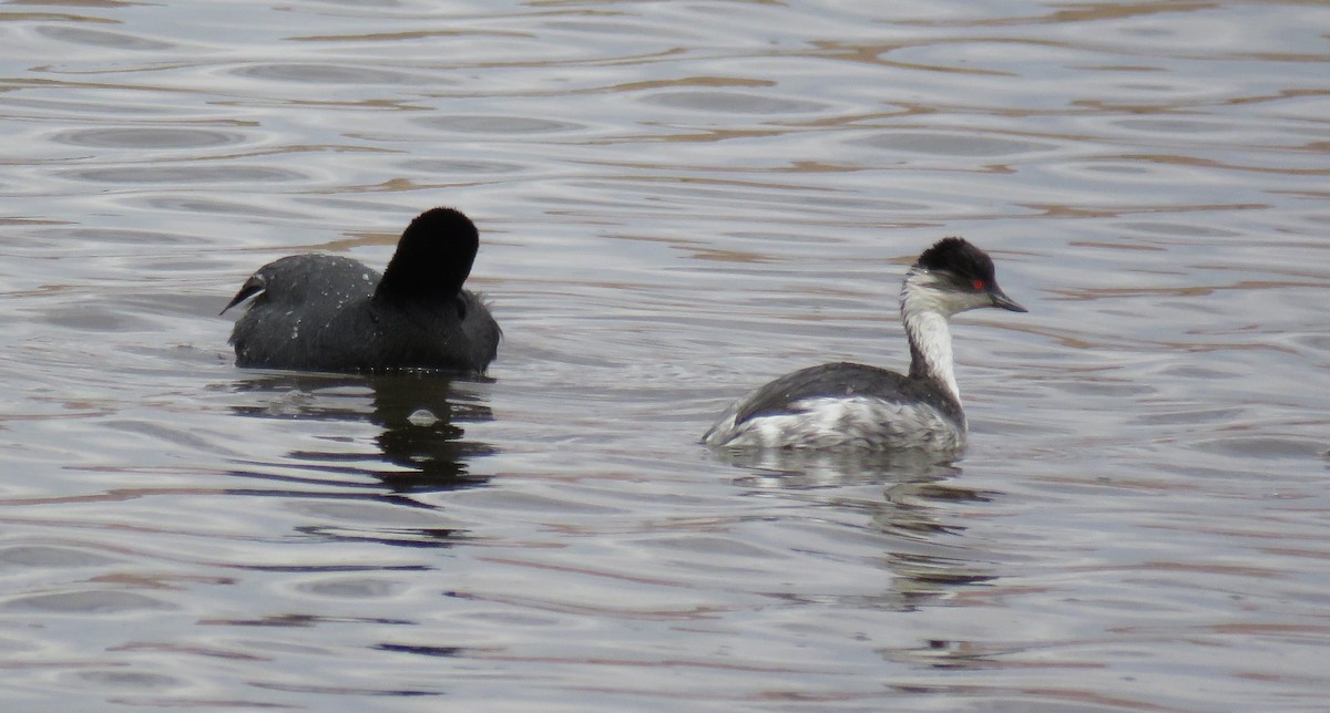 Silvery Grebe - ML647206036