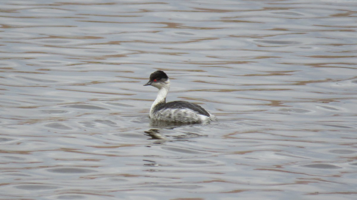 Silvery Grebe - ML647206037