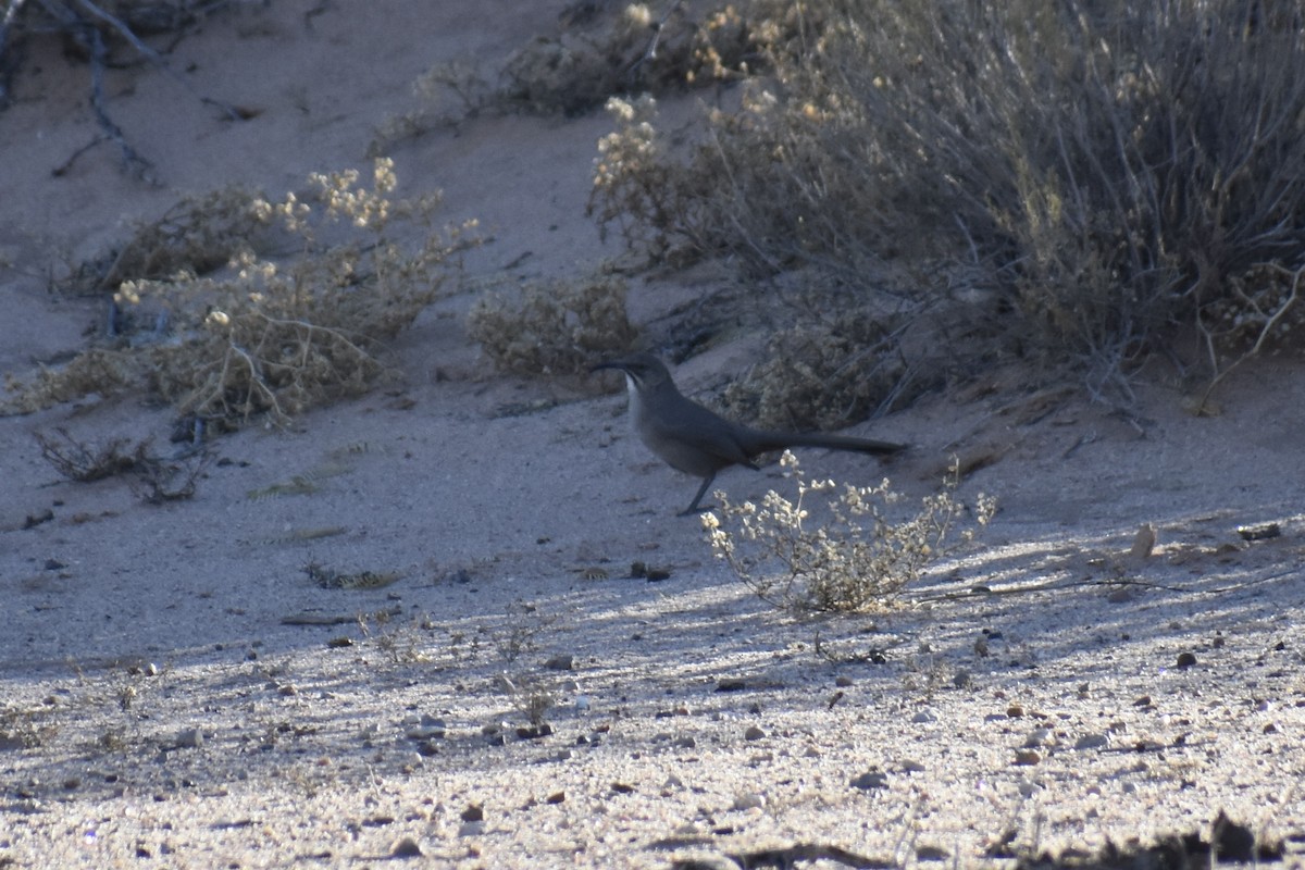Crissal Thrasher - ML647206049