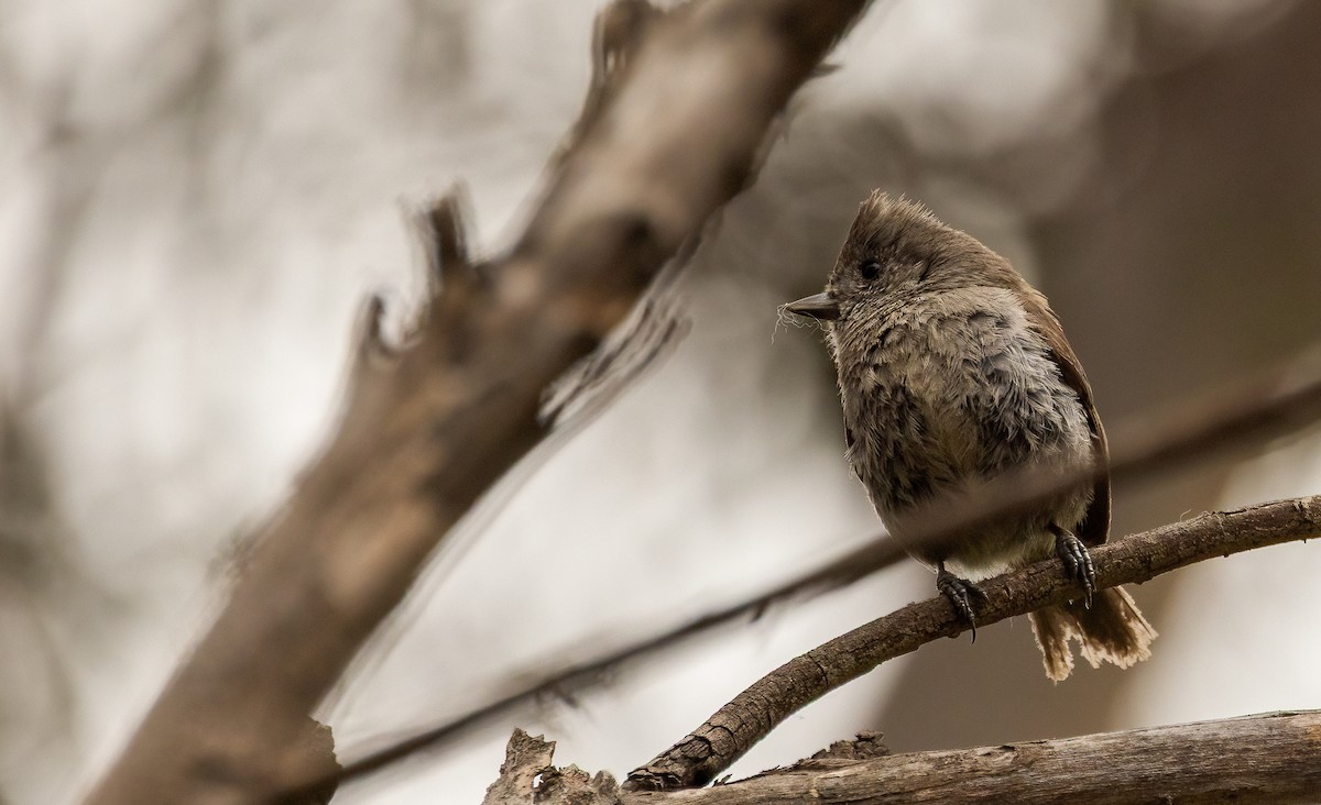 Oak Titmouse - ML647206056