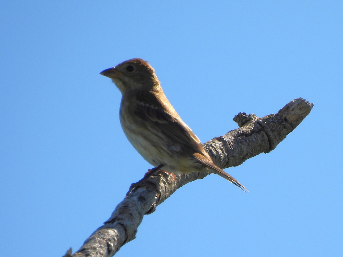 Индиговый колорин - ML647206059