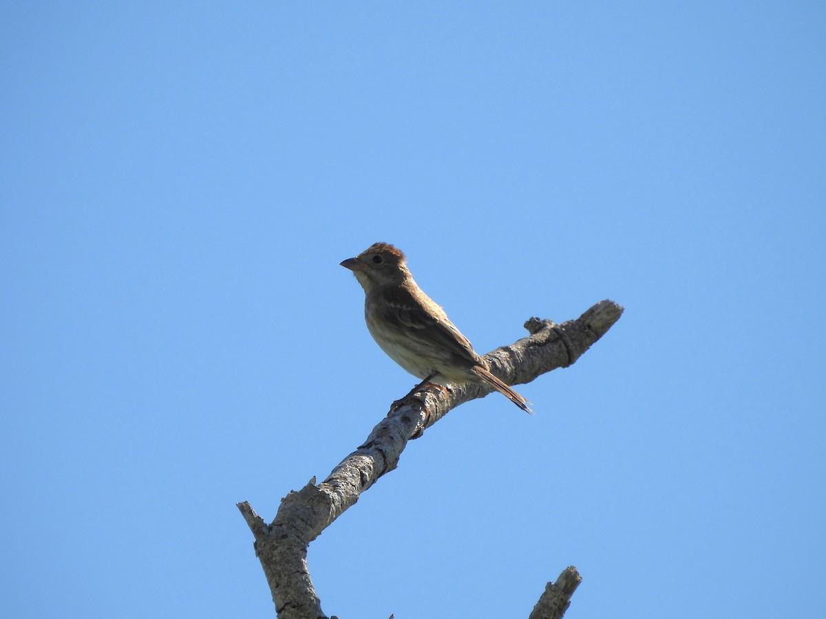 Индиговый колорин - ML647206060