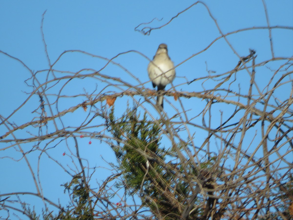 Northern Mockingbird - ML647206061