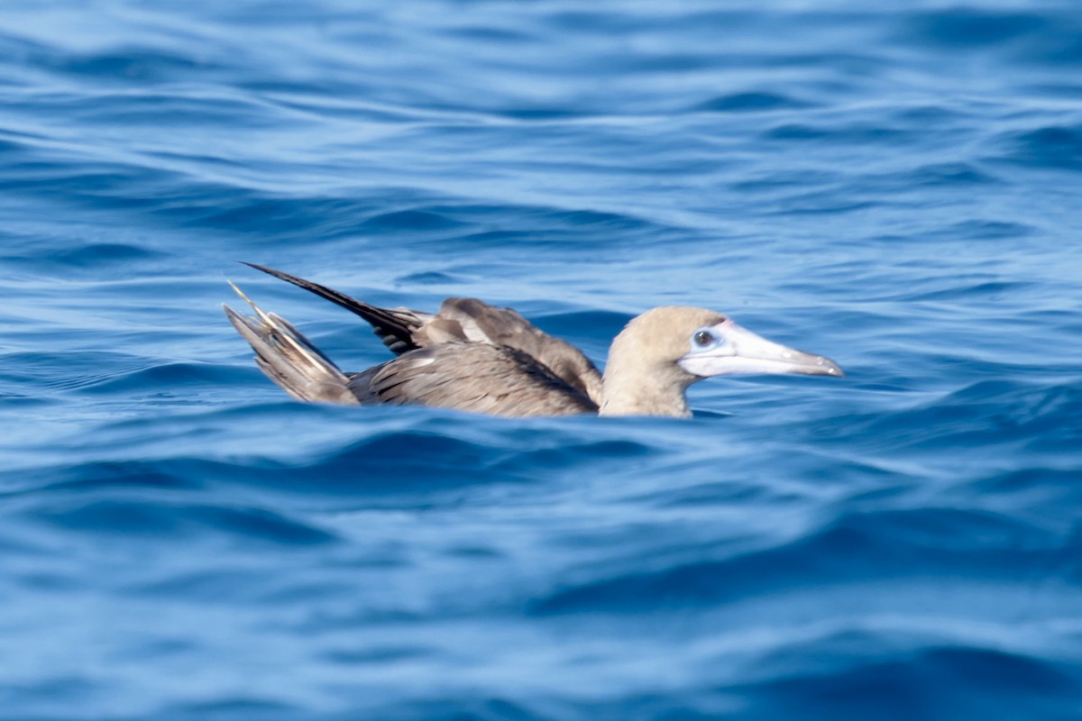 Сула червононога - ML647206078