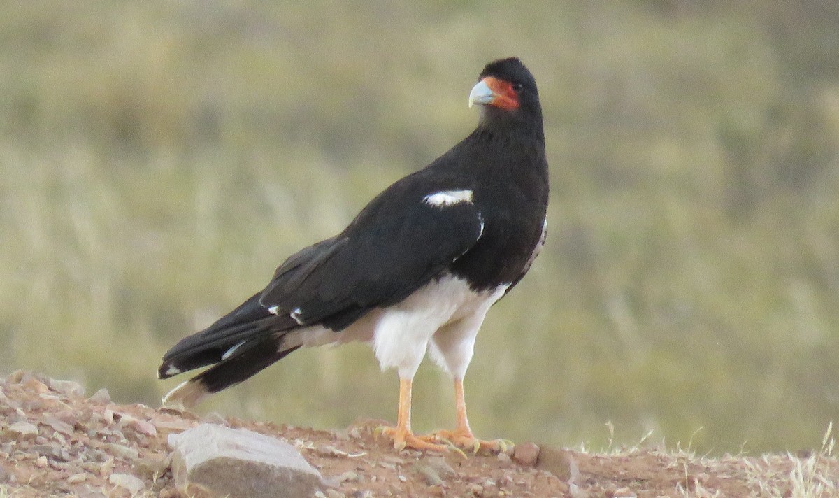 Mountain Caracara - ML647206079