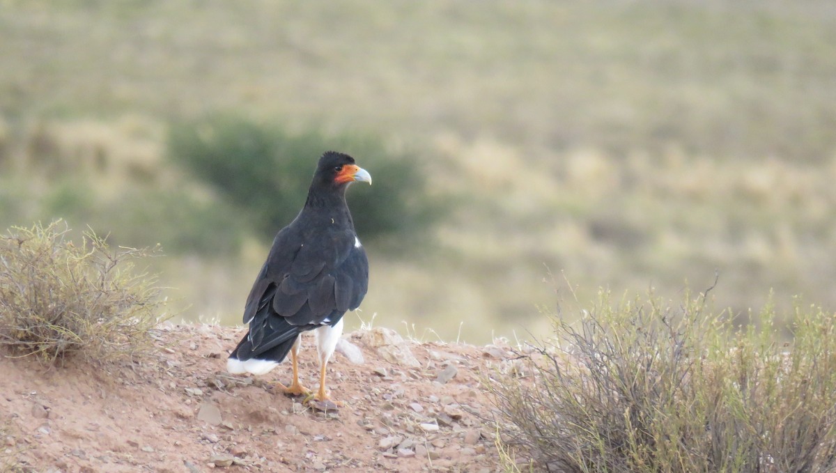 Mountain Caracara - ML647206080