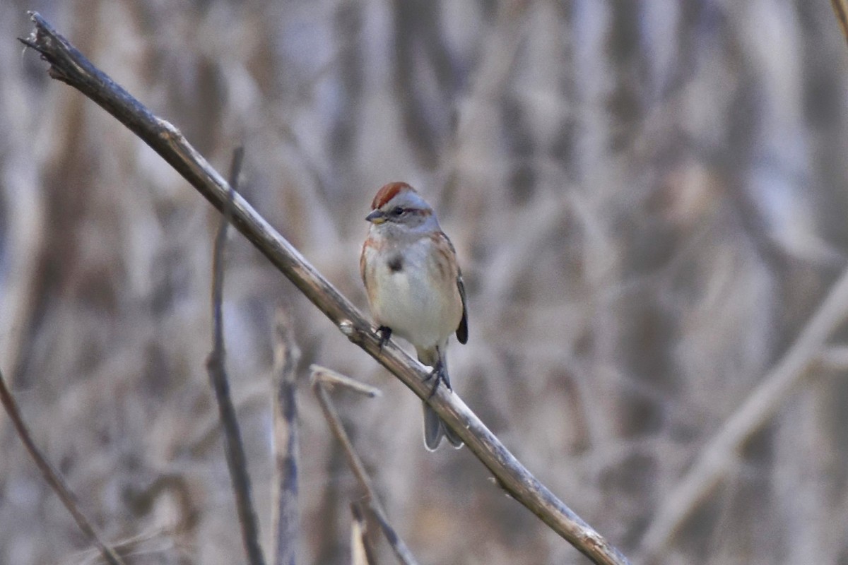 American Tree Sparrow - ML647206082