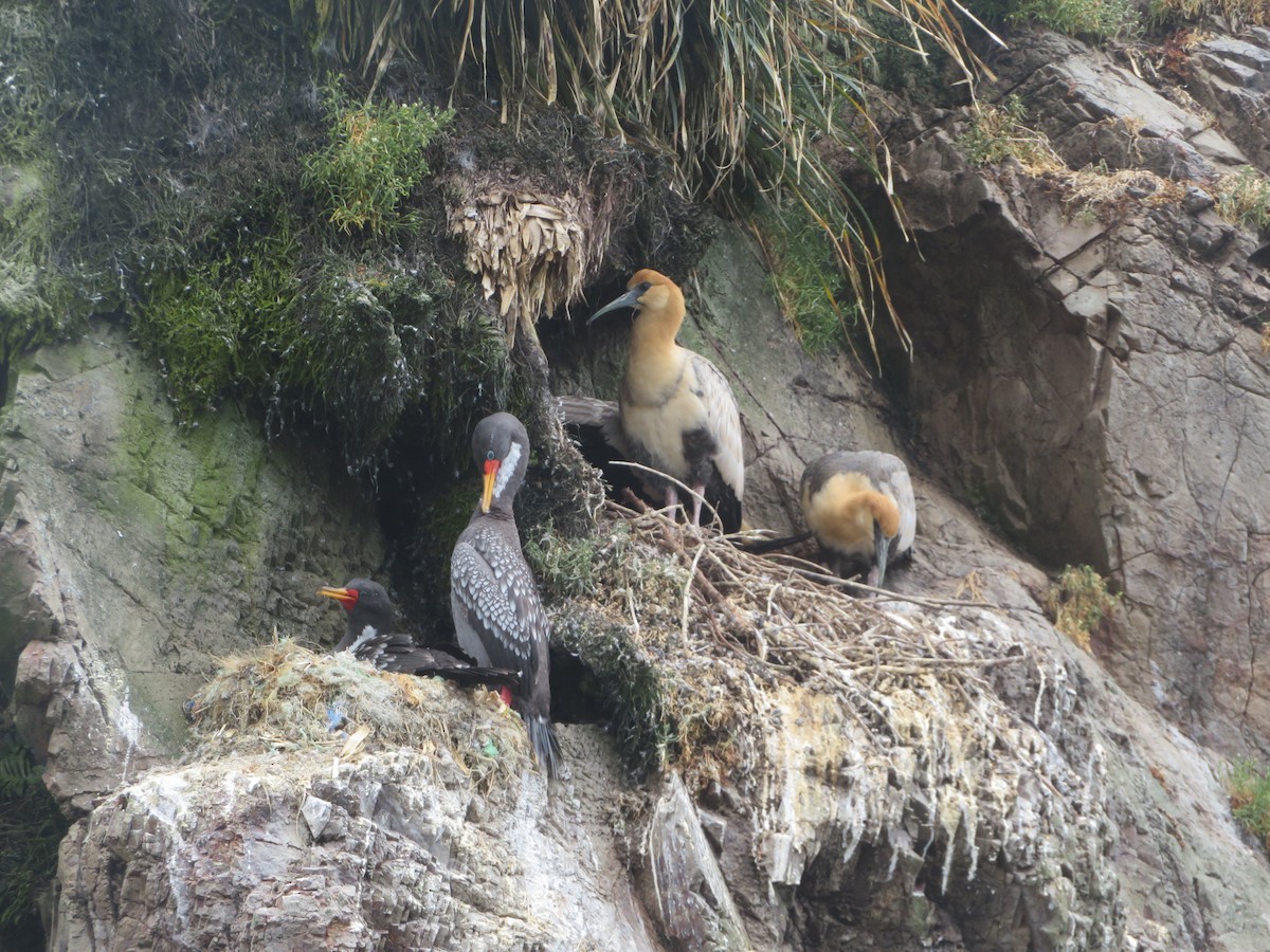 İbikli Sarıca Aynak - ML647206088