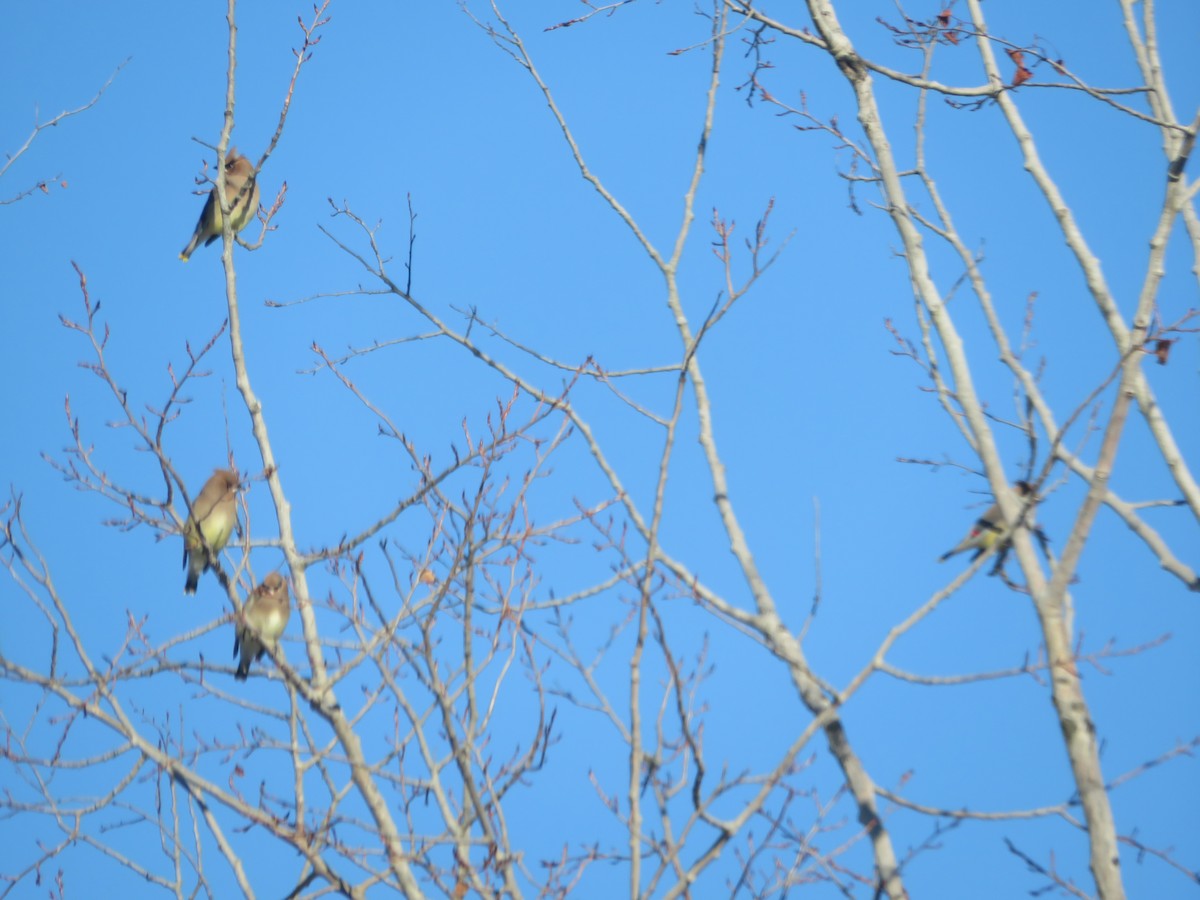 Cedar Waxwing - ML647206094