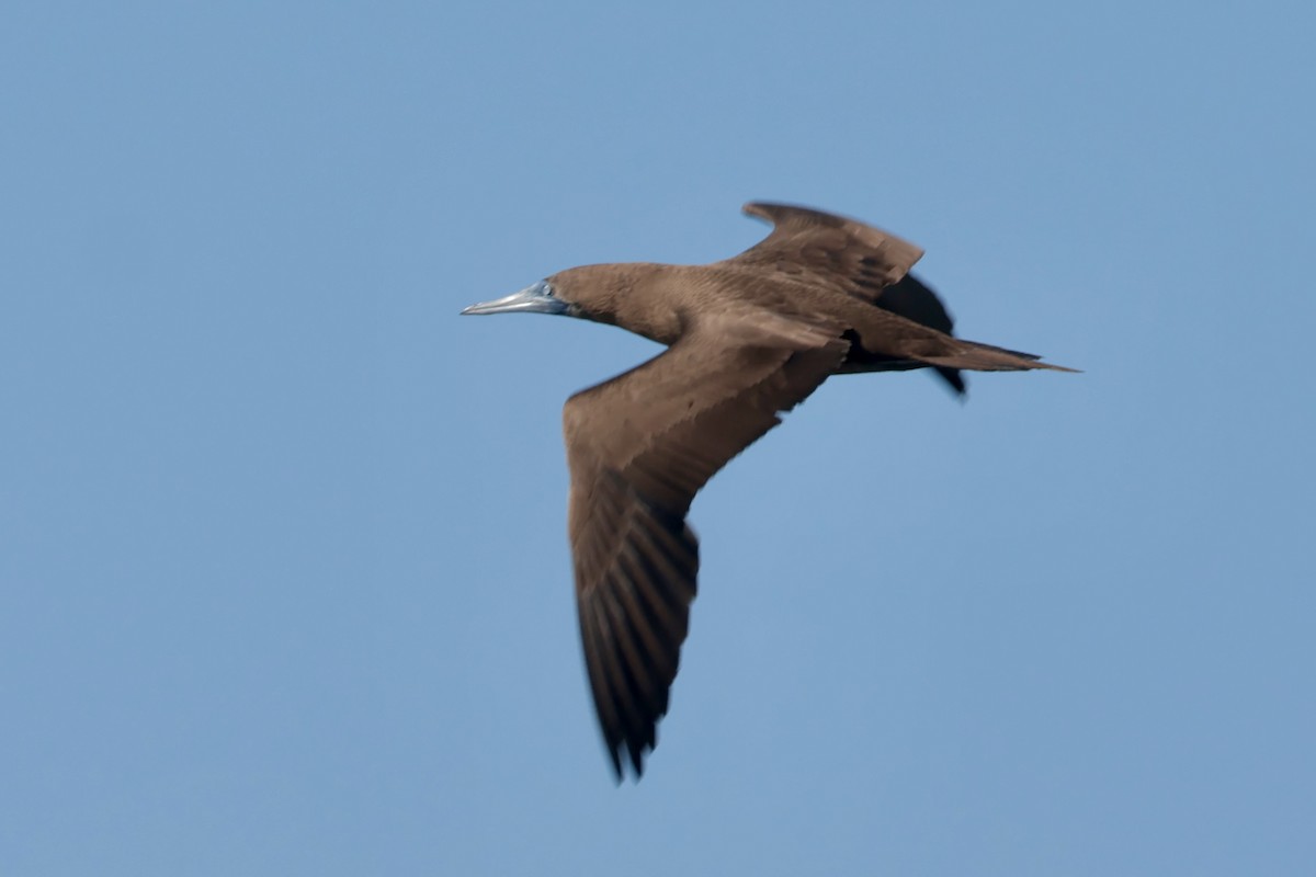 Cocos Booby - ML647206108