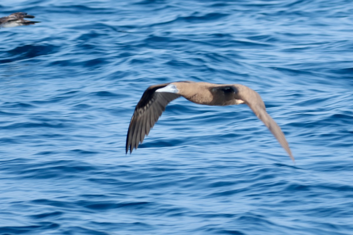 Cocos Booby - ML647206109