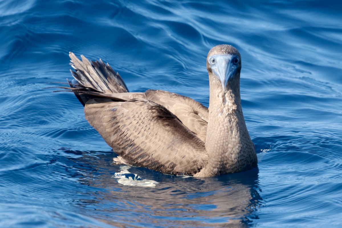 Cocos Booby - ML647206110