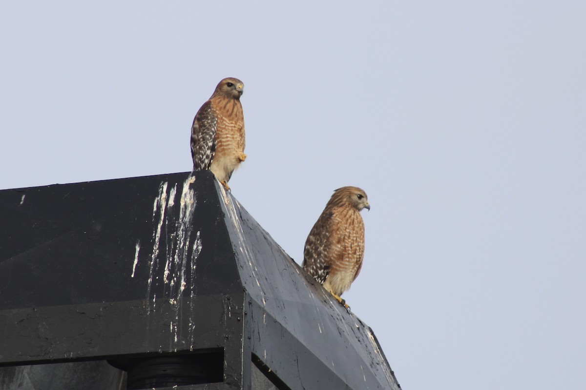 Red-shouldered Hawk - ML647206122