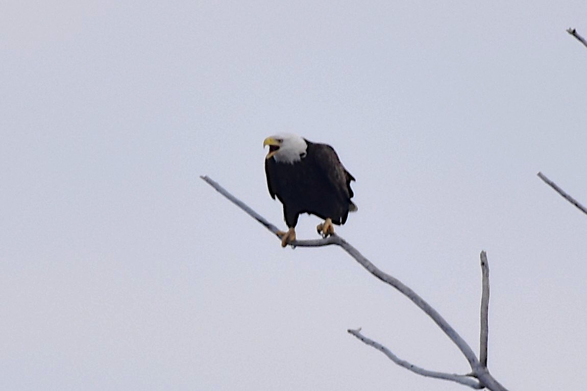 Bald Eagle - ML647206123