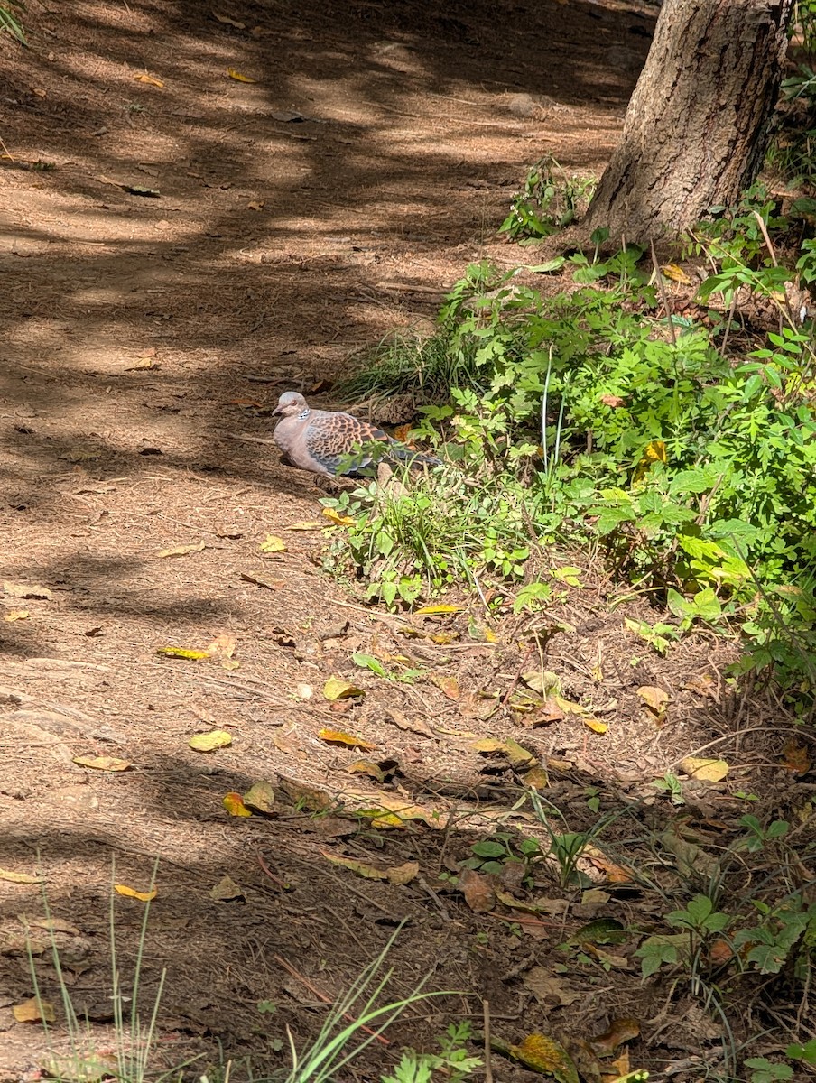 Oriental Turtle-Dove - ML647206156