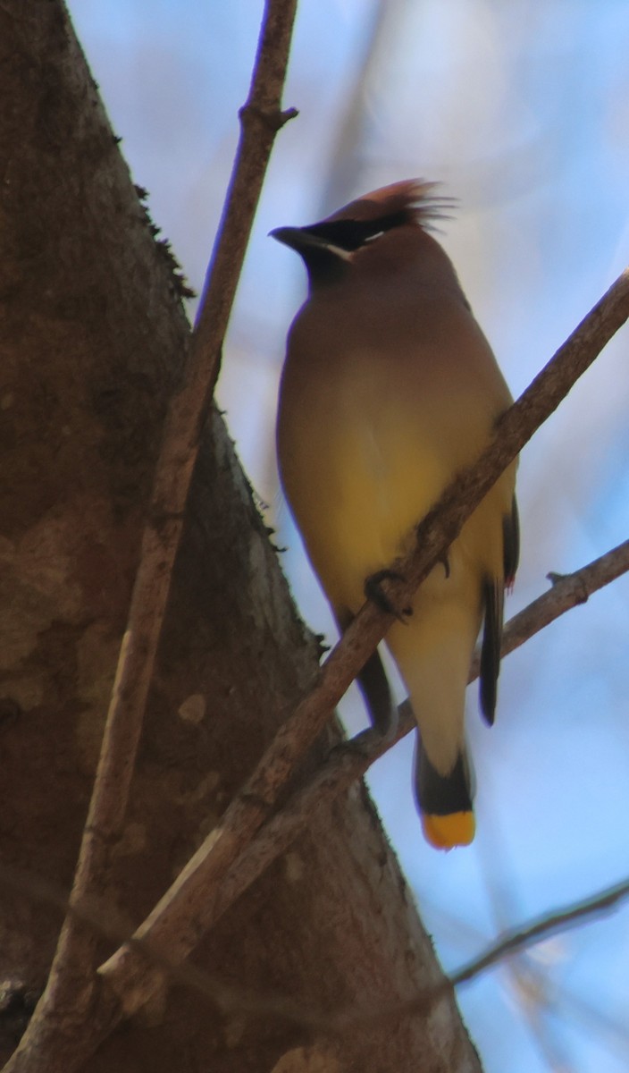 Cedar Waxwing - ML647206157