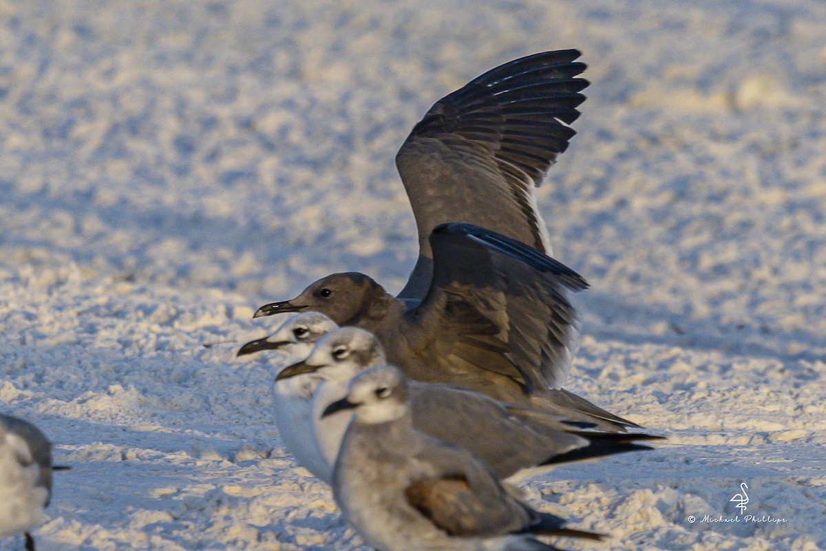 Мартин сірий - ML647206164