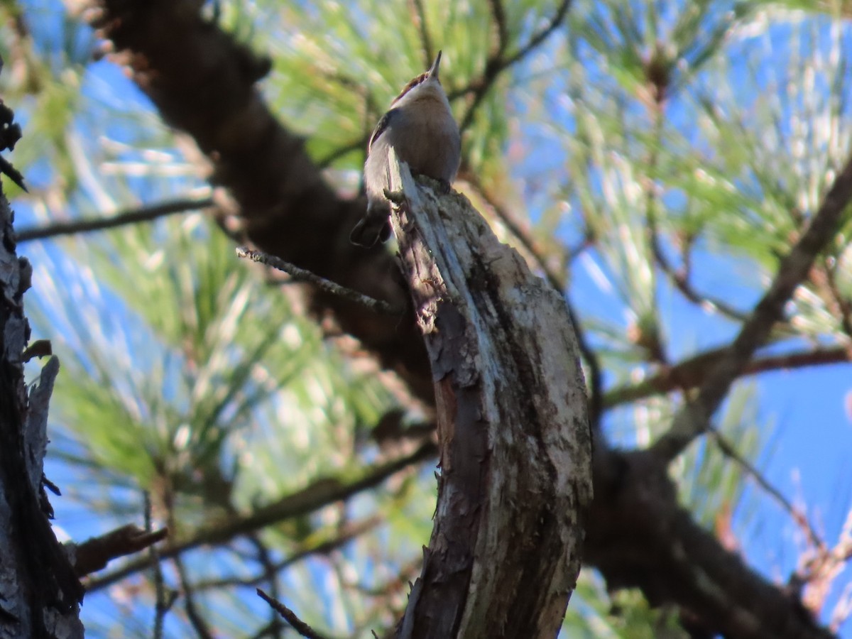Brown-headed Nuthatch - ML647206175