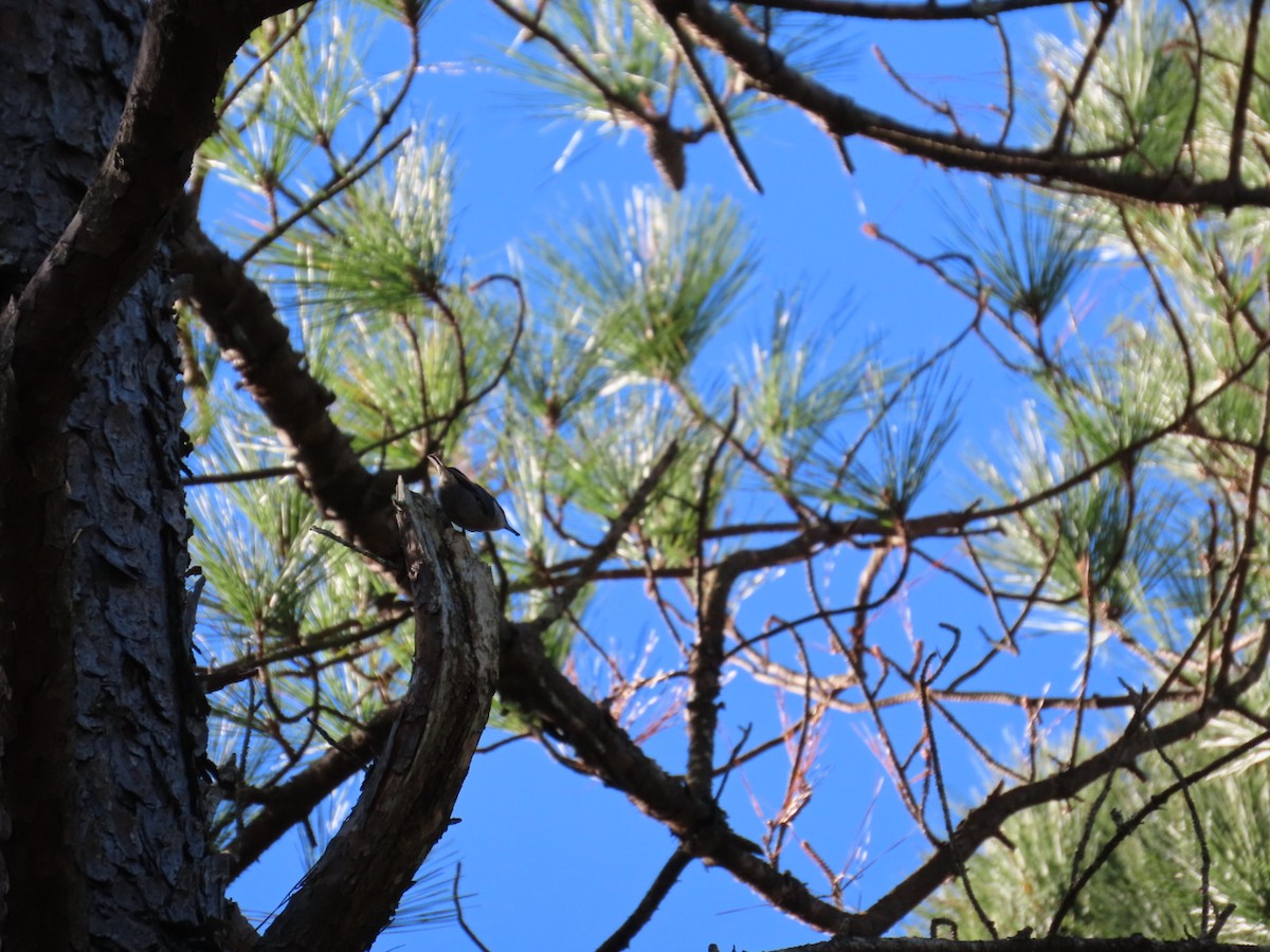 Brown-headed Nuthatch - ML647206176