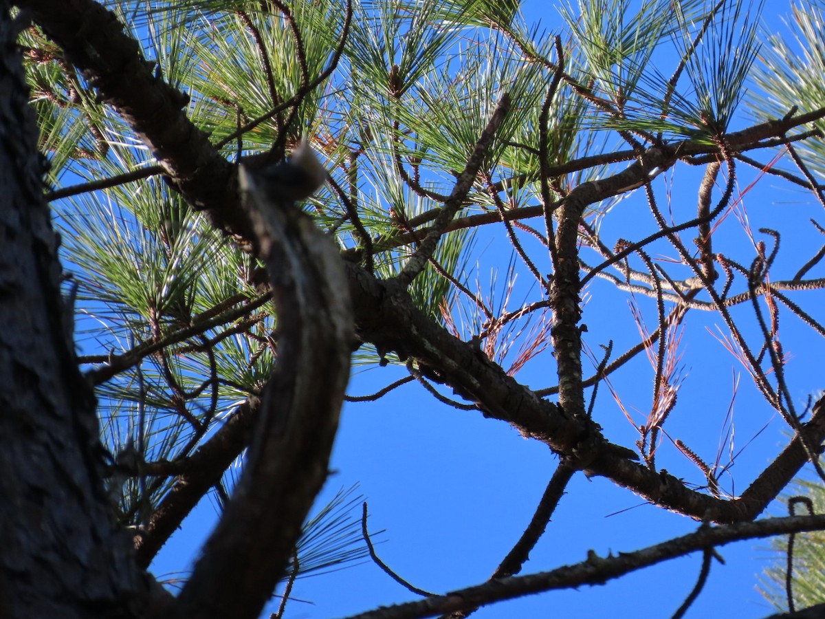 Brown-headed Nuthatch - ML647206177