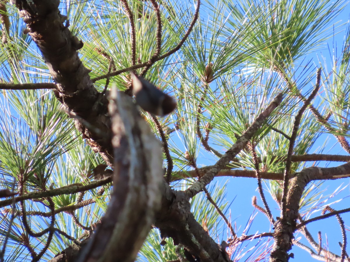 Brown-headed Nuthatch - ML647206178