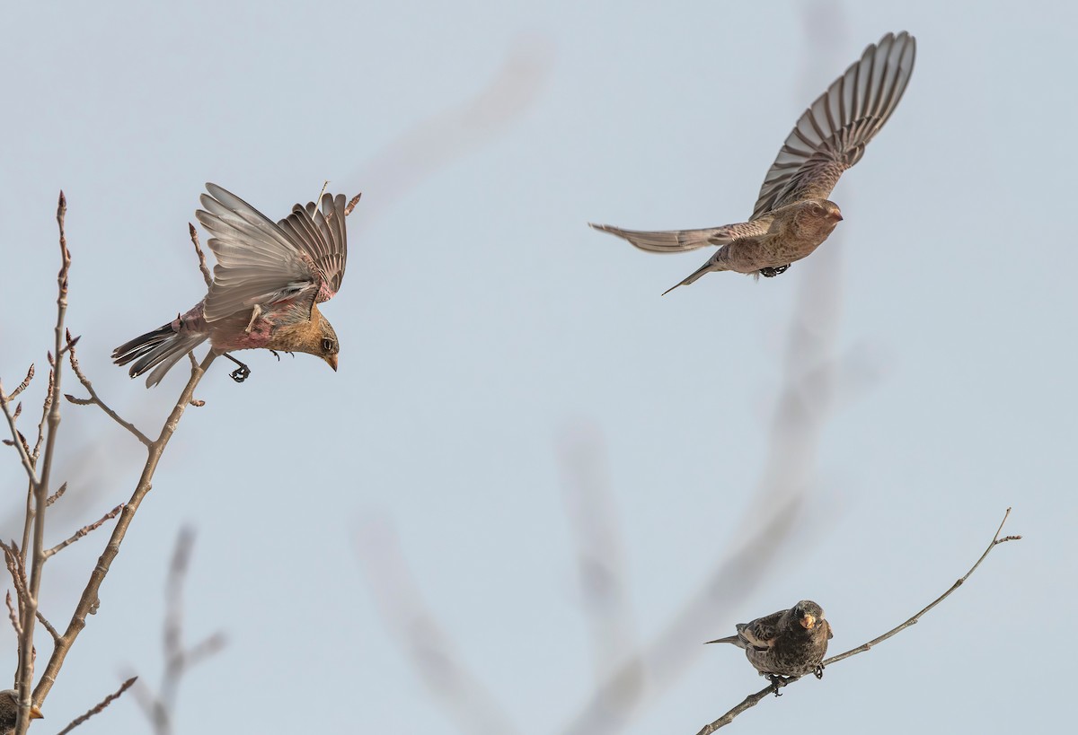 pěnkavice coloradská - ML647206184